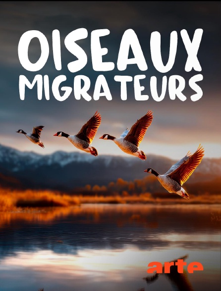 Arte - Oiseaux migrateurs : Sur les ailes du voyage