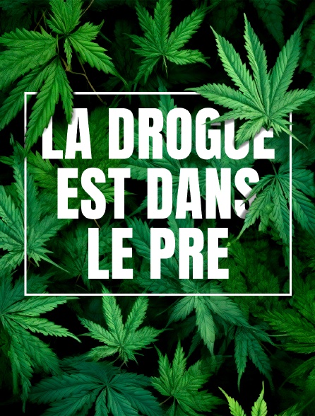 La drogue est dans le pré