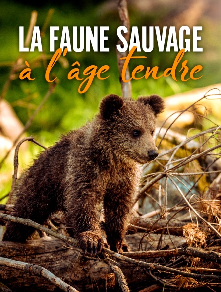 La faune sauvage à l'âge tendre