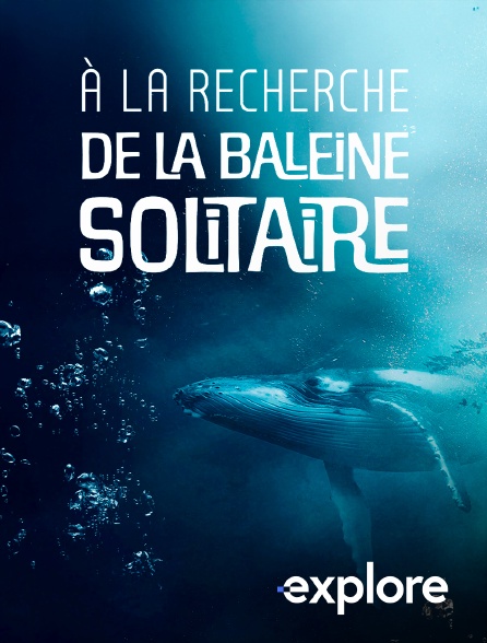 EXPLORE - A la recherche de la baleine solitaire