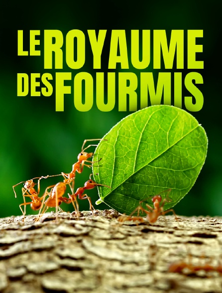 Le royaume des fourmis