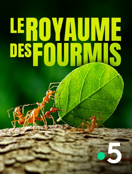 France 5 - Le royaume des fourmis