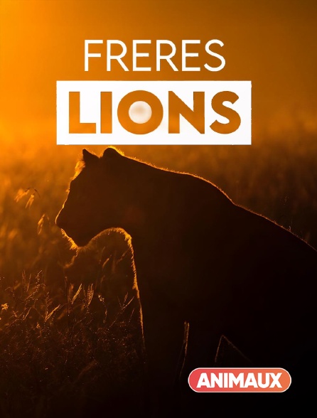 Animaux - Frères lions