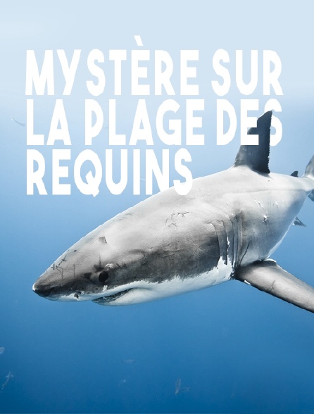 Mystère sur la plage des requins