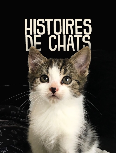 Histoires de chats