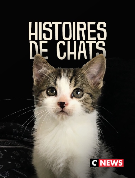 CNEWS - Histoires de chats