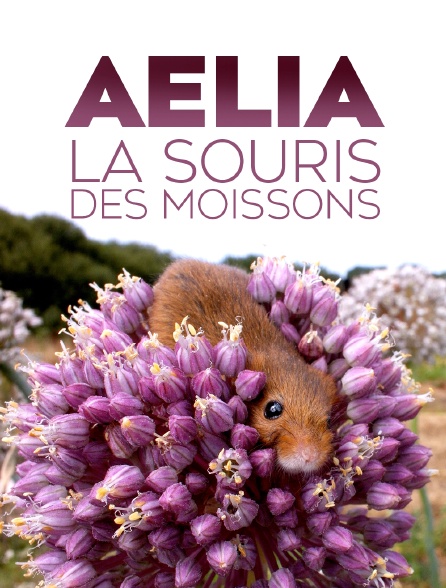 Aélia, la souris des moissons