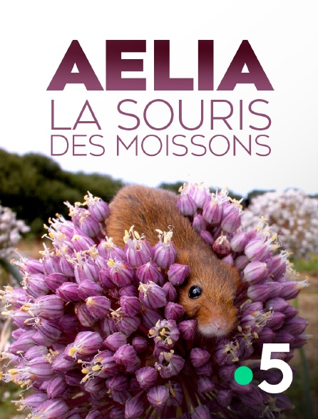 France 5 - Aélia, la souris des moissons