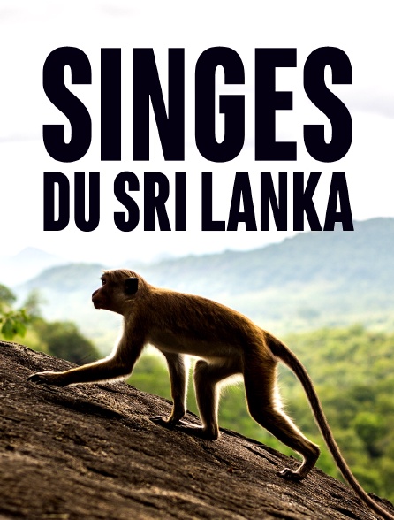 Singes du Sri Lanka
