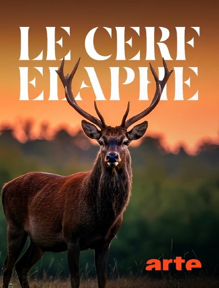 Arte - Le cerf élaphe, roi des forêts ?