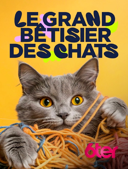 6ter - Le grand bêtisier des chats