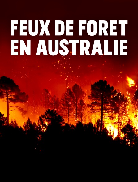 Feux de forêt en Australie : Au secours de la faune sauvage