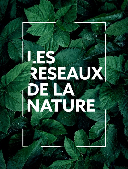 Les réseaux de la nature