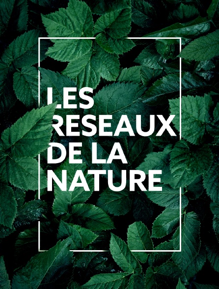 Les réseaux de la nature