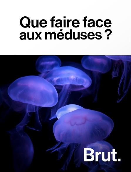 Brut - Que faire face aux méduses ?