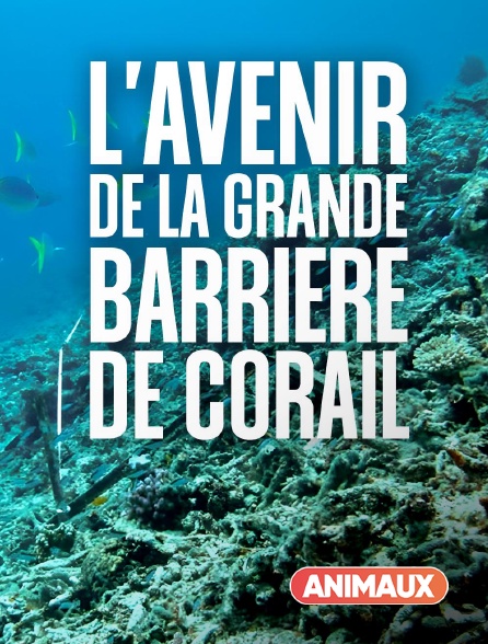 Animaux - L'avenir de la grande barrière de corail