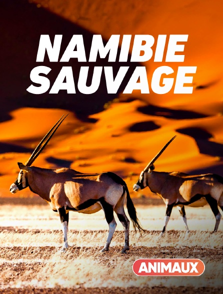 Animaux - Namibie sauvage