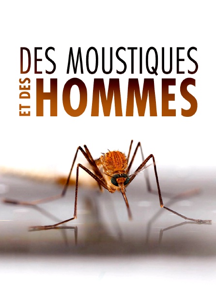 Des moustiques et des hommes