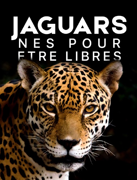 Jaguars, nés pour être libres