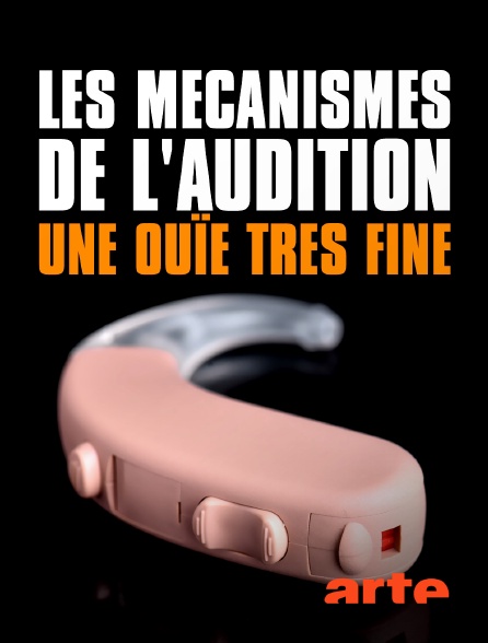 Arte - Les mécanismes de l'audition : Une ouïe très fine