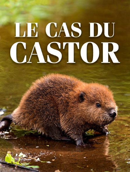Le cas du castor