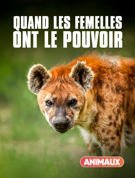 Animaux - Quand les femelles ont le pouvoir : le matriarcat dans le monde animal