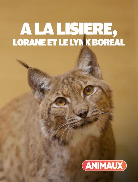 Animaux - A la lisière, lorane et le lynx boréal