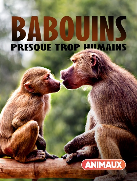 Animaux - Babouins : presque trop humains