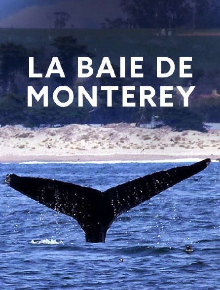La baie de Monterey