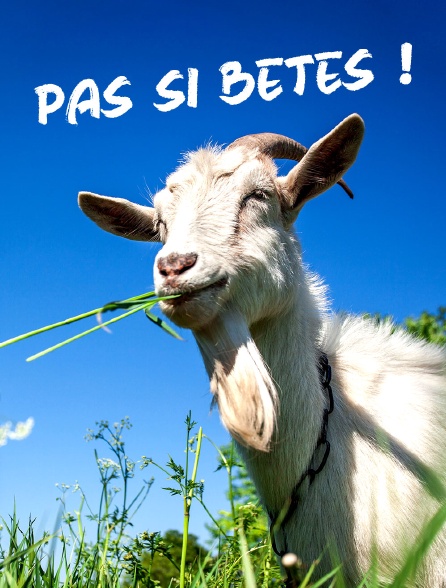 Pas si bêtes !