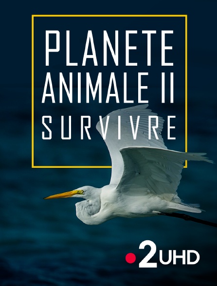 France 2 UHD - Planète animale 2 : Survivre