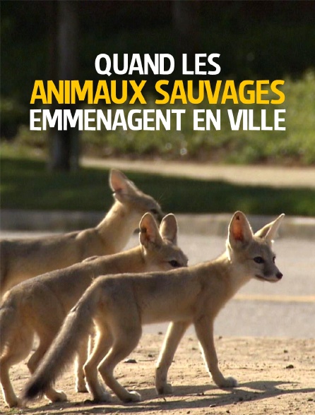 Quand les animaux sauvages emménagent en ville