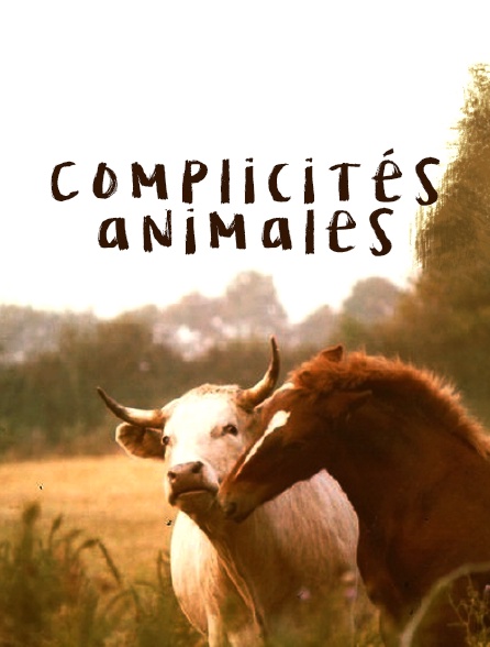 Animaux : incroyables amitiés