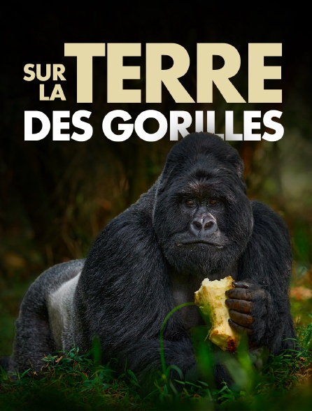 Sur la terre des gorilles