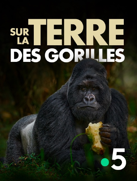 France 5 - Sur la terre des gorilles