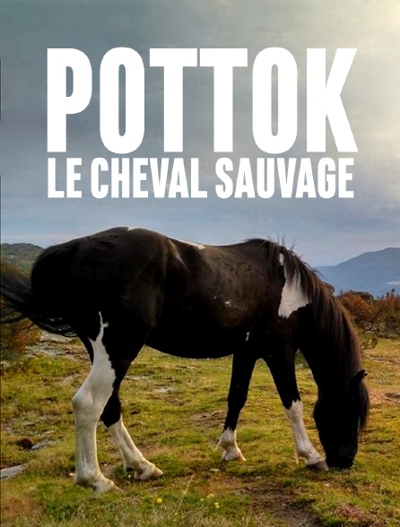 Pottok, le cheval sauvage