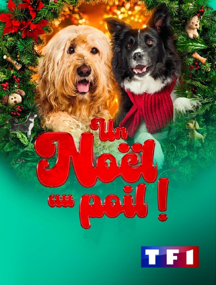 TF1 - Un Noël au poil !