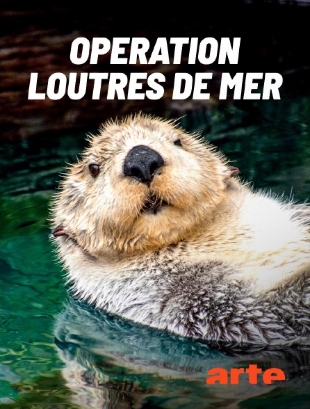 Arte - Opération loutres de mer : Cap sur la Californie