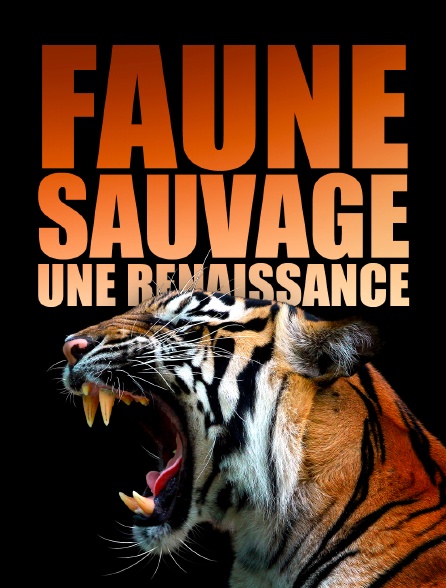 Faune sauvage : une renaissance