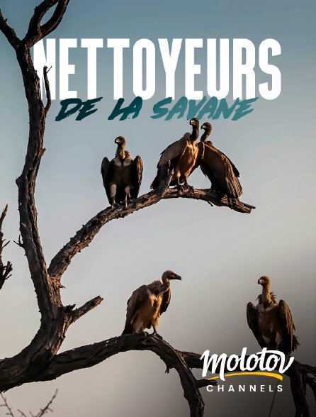 Molotov channels - Nettoyeurs de la savane