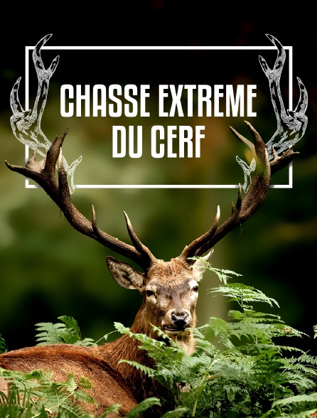 Chasse extrême du cerf