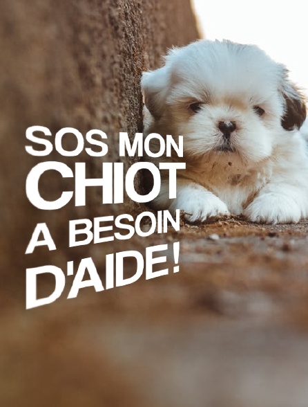 SOS mon chiot a besoin d'aide !