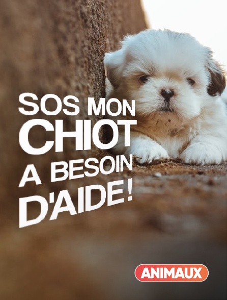 Animaux - SOS mon chiot a besoin d'aide !