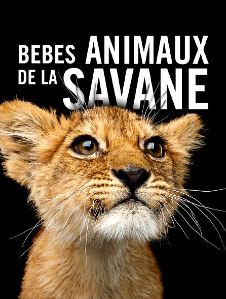 Bébés animaux de la savane