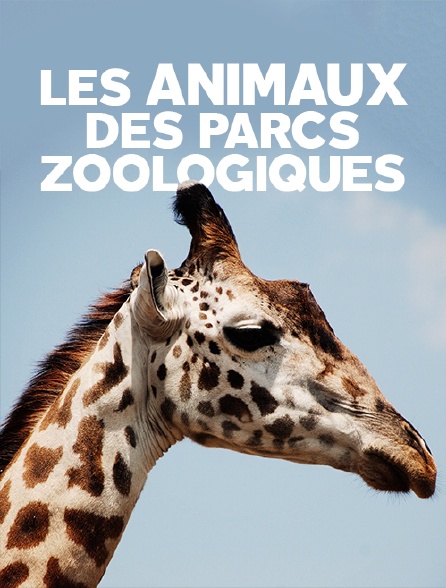 Les animaux des parcs zoologiques en streaming