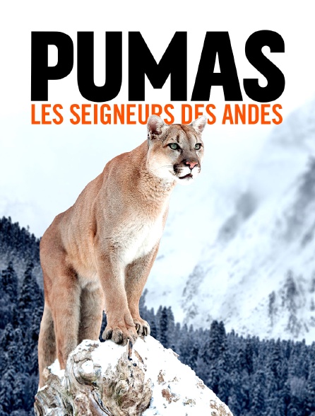 Pumas, les seigneurs des Andes
