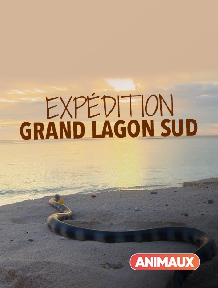Animaux - Expédition Grand Lagon Sud