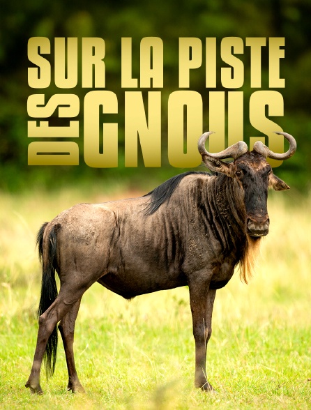 Sur la piste des gnous