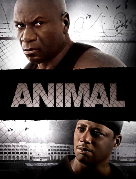 Animal en streaming