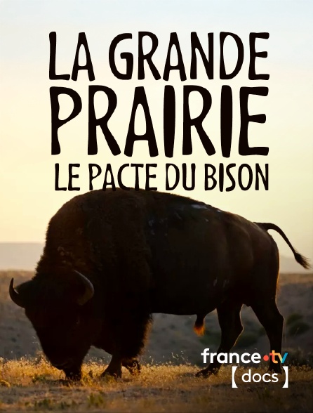 France TV Docs - La grande prairie, le pacte du bison en replay